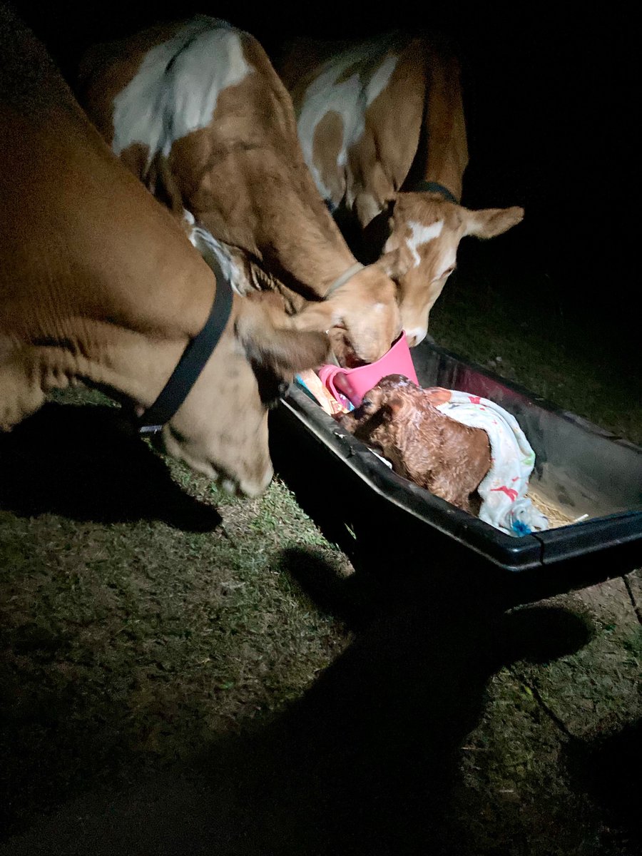 Good moooooooorning!