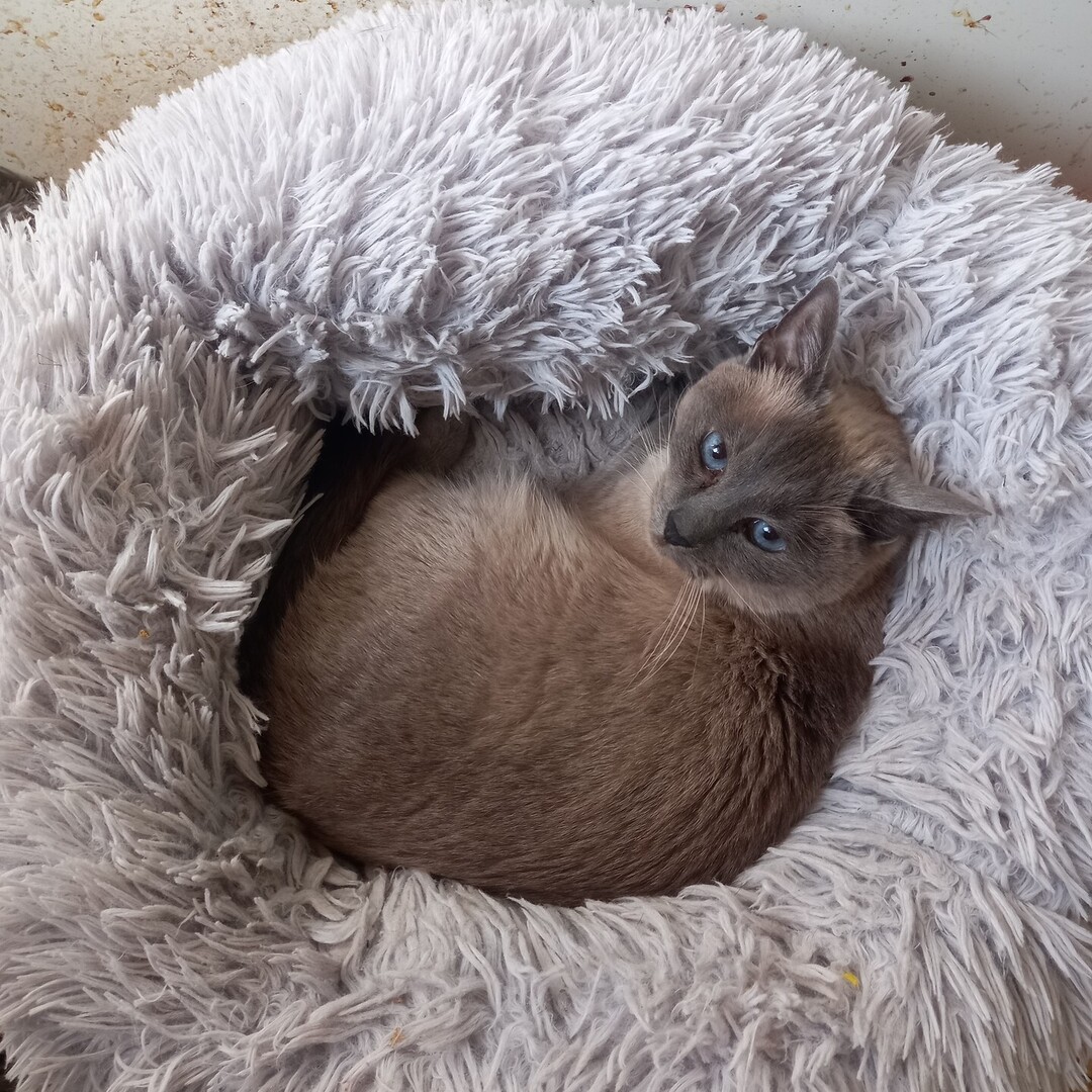VigiPets.fr (@vigipets) on Twitter photo 🟢 🐱 Chat trouvé le 19/07/2025 à Hesdin-la-Forêt (62140).
Mâle / Identifié(e) : Non
☎️ 0637271958
📧 dominique.biegun@sfr.fr
#VigiPets #chatperdu #chattrouve #chat #perdu #trouve 🟢 🐱 Chat trouvé le 19/07/2025 à Hesdin-la-Forêt (62140).
Mâle / Identifié(e) : Non
☎️ 0637271958
📧 dominique.biegun@sfr.fr
#VigiPets #chatperdu #chattrouve #chat #perdu #trouve