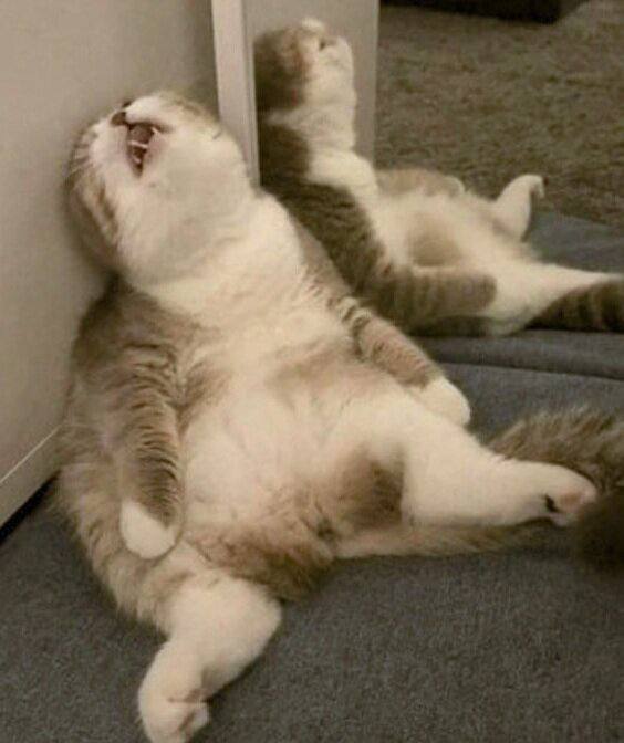 Сегодня отмечается Всемирный день лени — в этот праздник можно расслабиться и ничего не делать, и никто не вправе вас осудить.

Это мы празднуем.