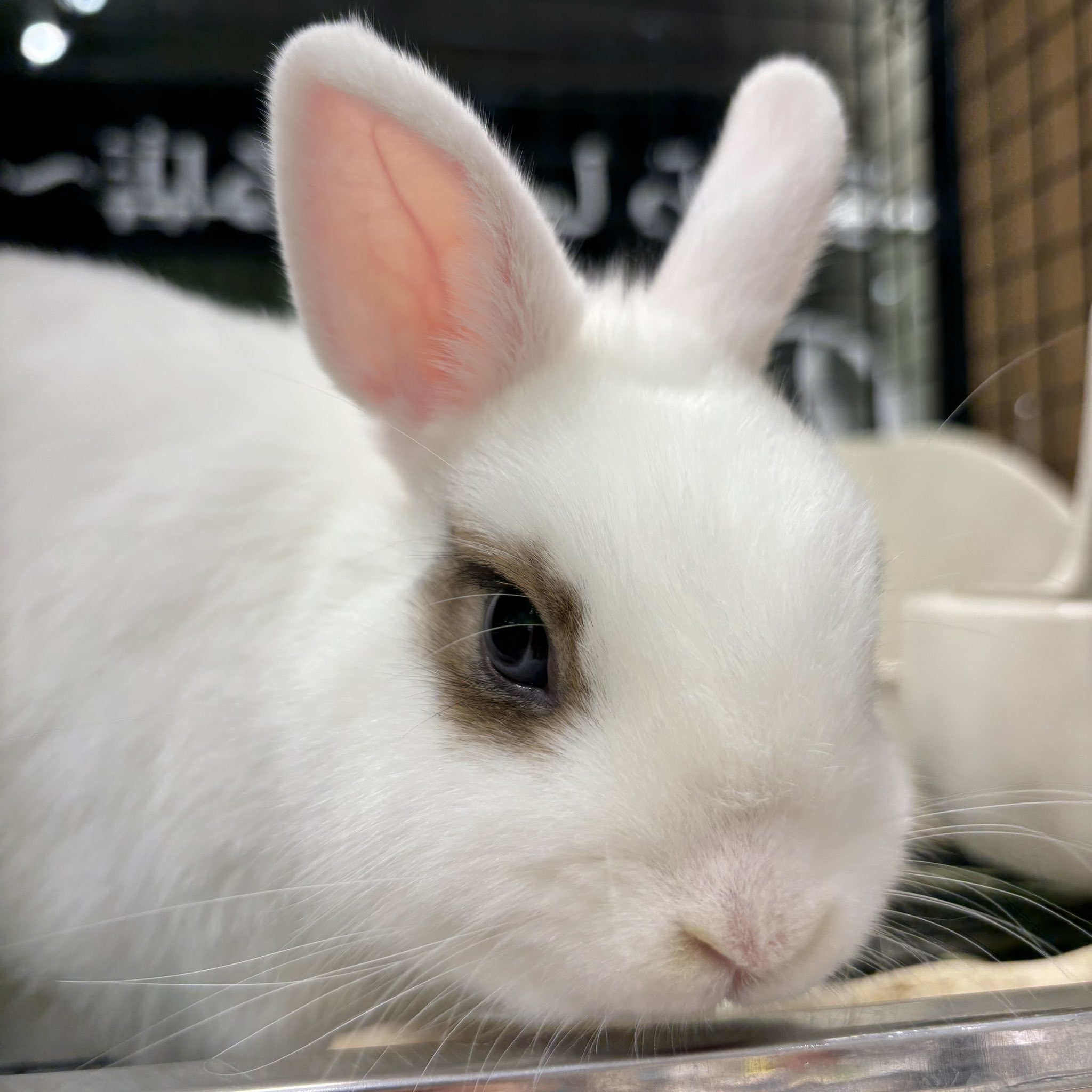 うさぎのしっぽオリナス錦糸町店 on X: 
