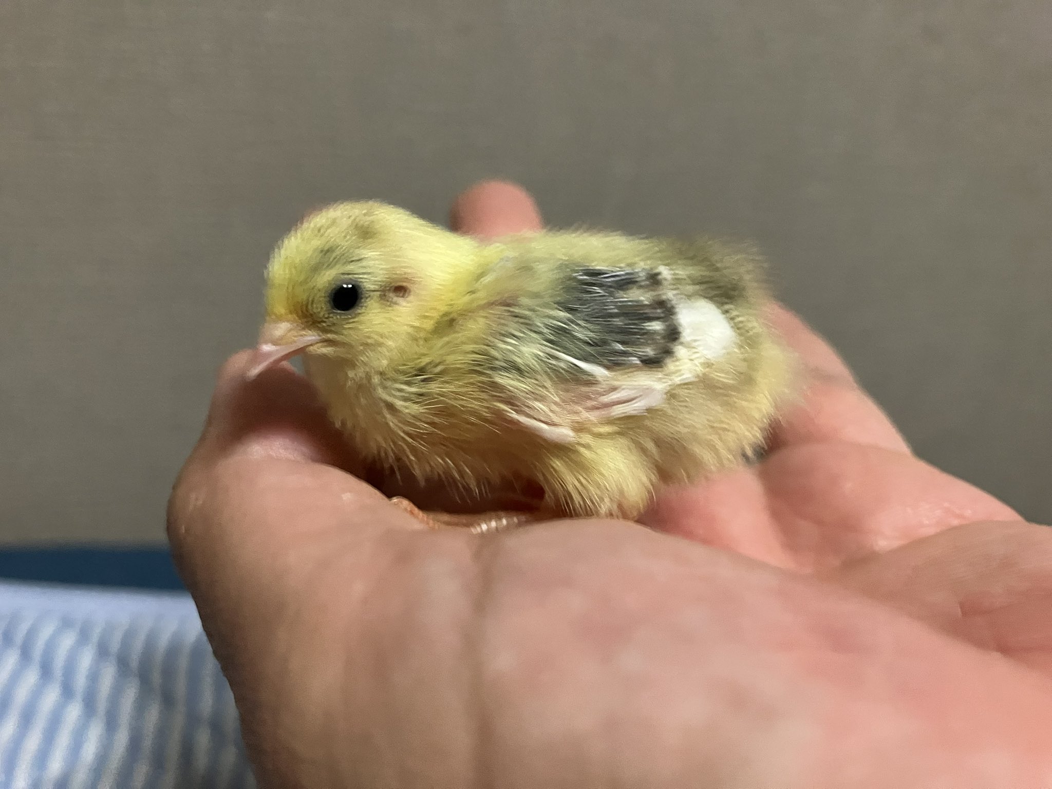 ❤️タンポポ様❤️ 我が家の新メンバーのサボテン。緋牡丹錦×LB2178ハイブリット