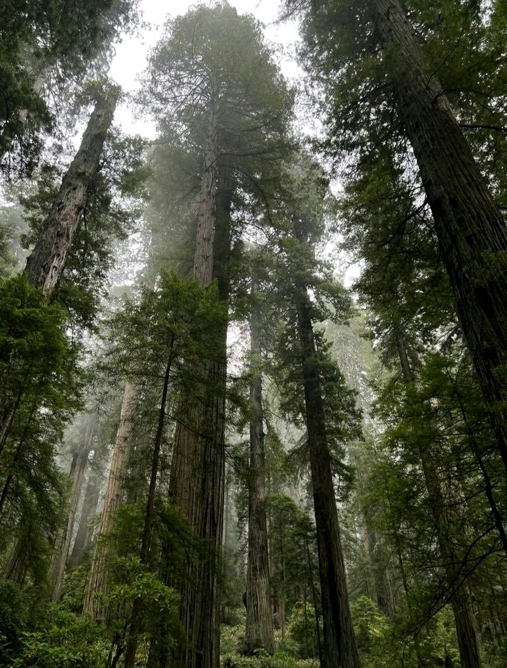 𝕰𝖑𝖊𝖒𝖒𝖎𝖗𝖊 tweet media