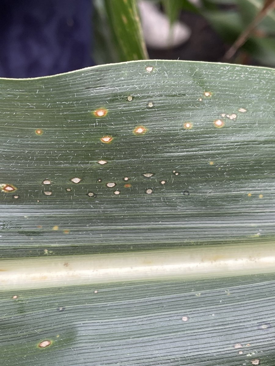 Have you seen spots like this on your corn in IA? Curvularia leaf spot is new to Iowa and was observed in two fields in Boone County crops.extension.iastate.edu/post/curvulari…