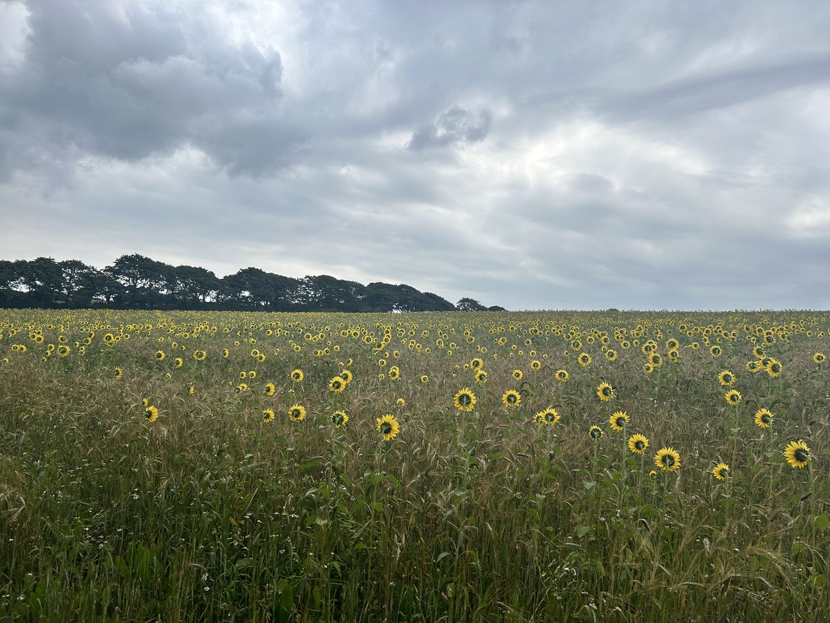 A sea of sunshine in a field in our village ; Gweek….