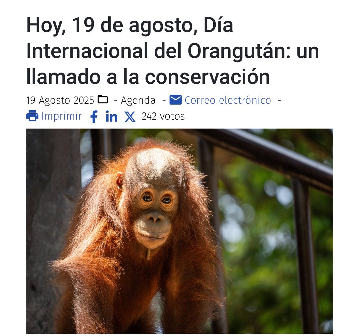 Ayer 19 de agosto fue el día mundial del orangután. 

Se me había pasado por completo, dejo esta información por si alguien quiere celebrarlo.