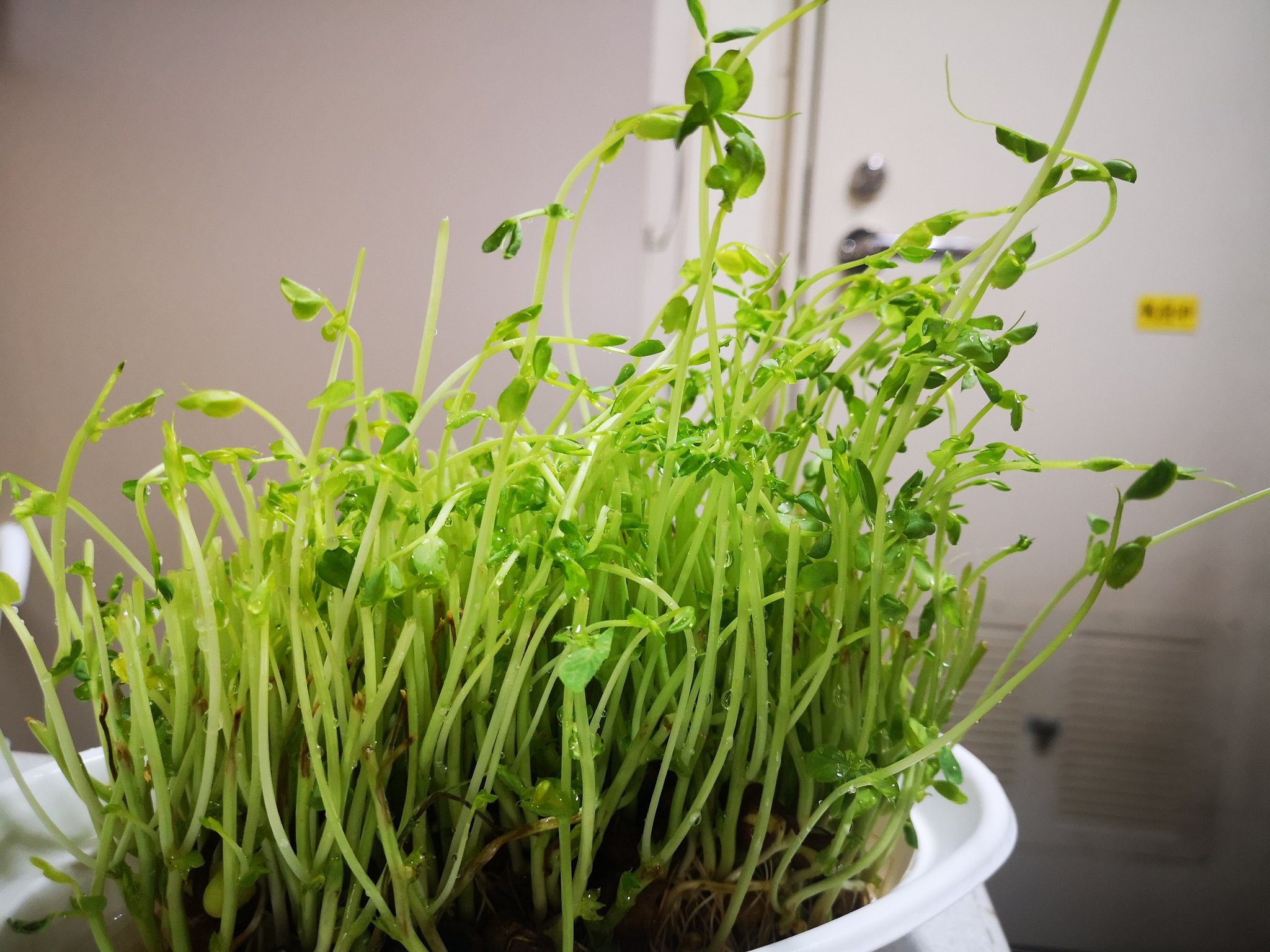 かめさんまん on X: 