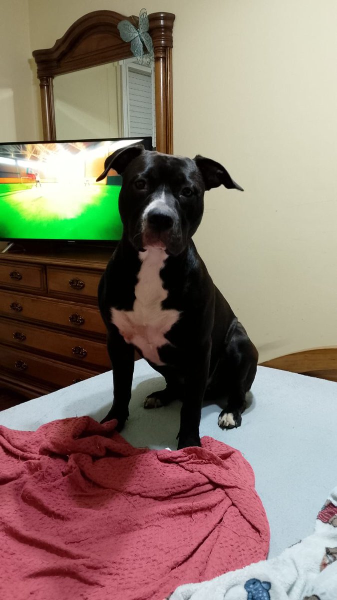 ☀️#THOR☀️ 
🔊 Hay 10 días para buscarle hogar #acogida/#adopción ‼️  El propietario del piso quiere tirar al dueño con los perros ,se quedan sin hogar‼️
Se lleva bien con  perros y adora a los niños. 
Está en #pontevedra pero puede 🚗 . 
Interesados DM 📲 #urgente #ULTIMAHORA