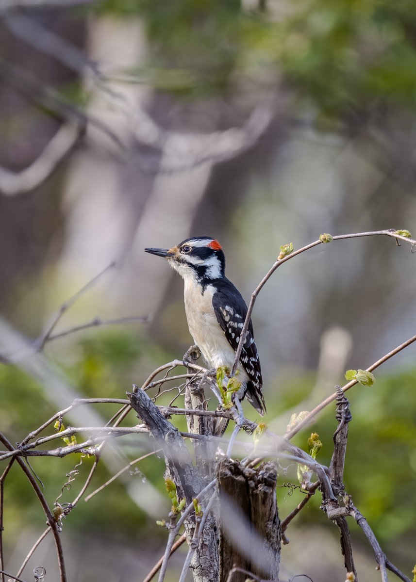 Why use a hammer when you have a head! Have a knocking Wednesday! #birds #birding #birdsinwild #birdphotography #twitternaturecommunity #Canon #IndiAves #WildlifePhotography #BirdsSeenIn2025