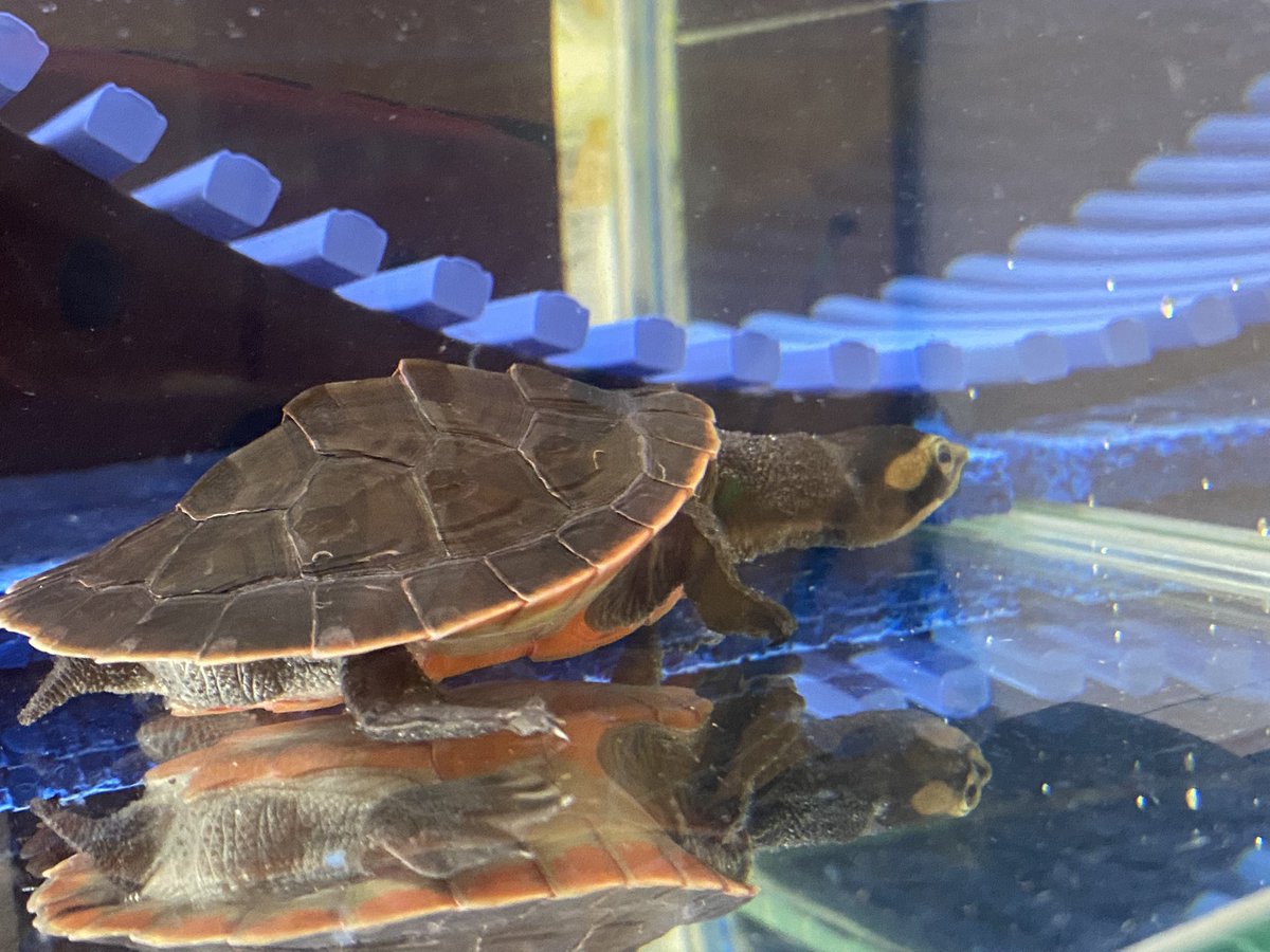 RCgVGTAjkRf6bQT's tweet image. チビがアメリカに向かってるから
父ちゃんが
レフちゃん🐢の水替え
8月末までは父ちゃんの仕事💦
キレイな水に喜んでくれてる⁉︎

#アカハラニシキマゲクビガメ
#ファインレプタイルズ