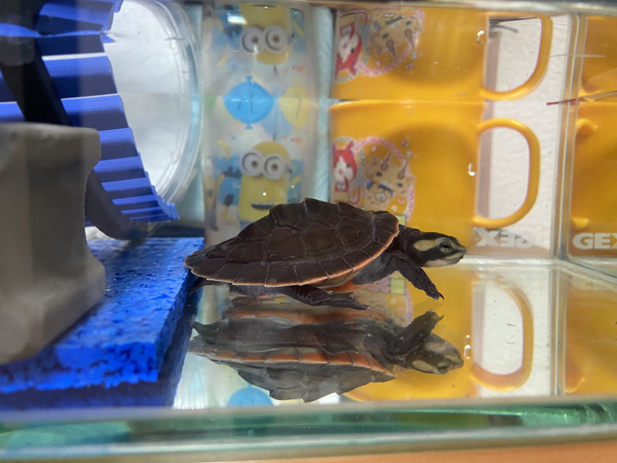 RCgVGTAjkRf6bQT's tweet image. チビがアメリカに向かってるから
父ちゃんが
レフちゃん🐢の水替え
8月末までは父ちゃんの仕事💦
キレイな水に喜んでくれてる⁉︎

#アカハラニシキマゲクビガメ
#ファインレプタイルズ
