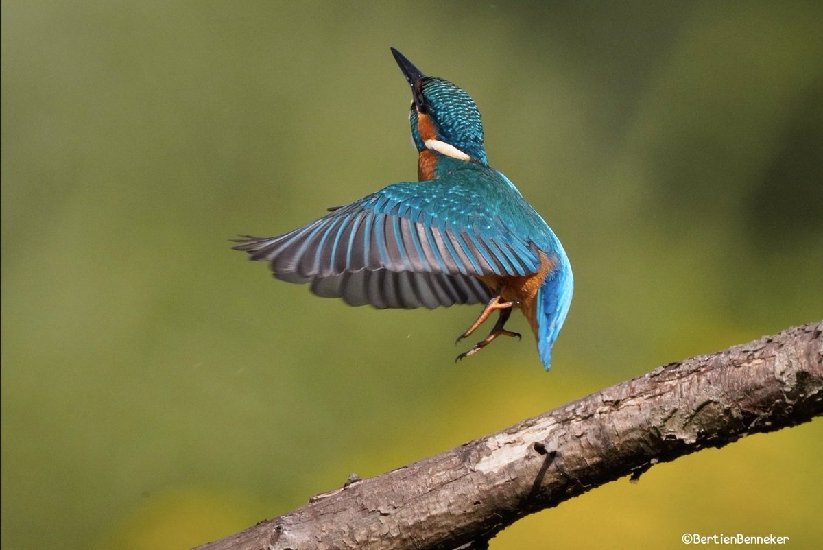 Blijft leuk #ijsvogel #birdsphotography #Kingfisher