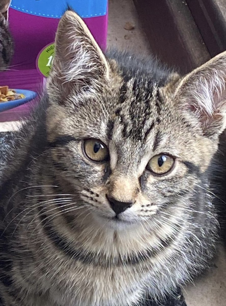 MNashCatRescue's tweet photo. Woody &amp; Clover were born in an armchair! Woody’s a loving boy whilst Clover’s a little shy but soon becomes very affectionate. These 13 week old sweeties would love a 🏠 together where they can play &amp; be happy. Yours perhaps? #AdoptDontShop #Buckinghamshire  #WhiskersWednesday https://t.co/hCAFNnG4d1