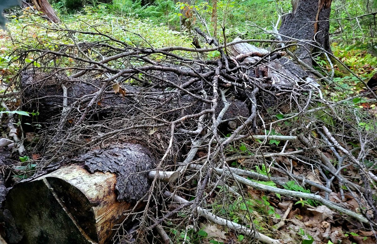 The Regular Canadian (@regular61088) on Twitter photo You have the audacity to fine Canadians $25,000 for going into the woods, but you have zero accountability for the lack of fire prevention, even in places like Shubie Park. Look at the tinder dead wood I found in Shubie (Aug 19, 2025)
<a href="/TimHoustonNS/">Tim Houston</a> <a href="/ToryRushton/">Tory Rushton</a> <a href="/Tablesalt13/">Tablesalt 🇨🇦</a> You have the audacity to fine Canadians $25,000 for going into the woods, but you have zero accountability for the lack of fire prevention, even in places like Shubie Park. Look at the tinder dead wood I found in Shubie (Aug 19, 2025)
<a href="/TimHoustonNS/">Tim Houston</a> <a href="/ToryRushton/">Tory Rushton</a> <a href="/Tablesalt13/">Tablesalt 🇨🇦</a>