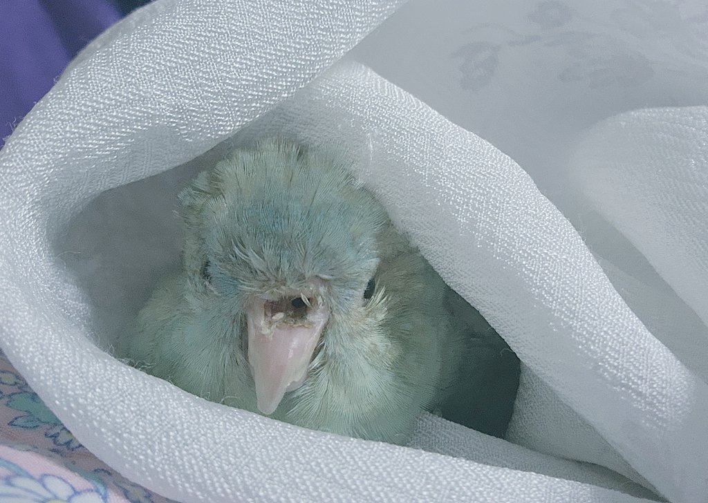 제 오너캐의 모델이 되었고 민트색을 제일 좋아하는 색으로 만들어준 막내. 마지막 사진은 가기전날 사진이에요. 푸석푸석했지만 비실비실하게 오래살아서 그냥 그렇게 더 오래살줄알았지... 아직도 실감이 잘 나지않아요 마지막날에 긁어달라고 뺨을 이쪽저쪽 내밀었는데 더 오래 긁어줄껄