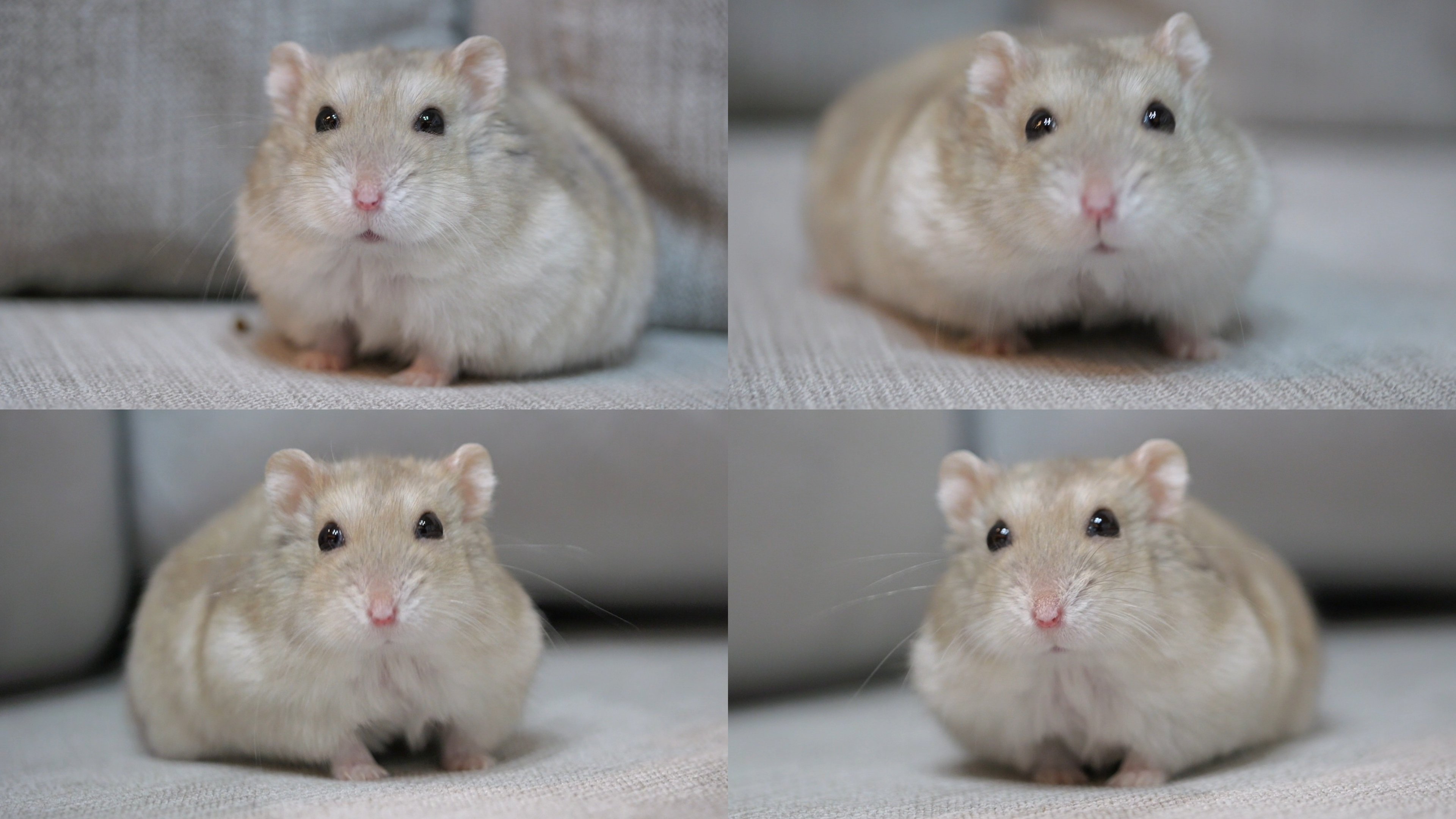 ブラウニー - Search / X