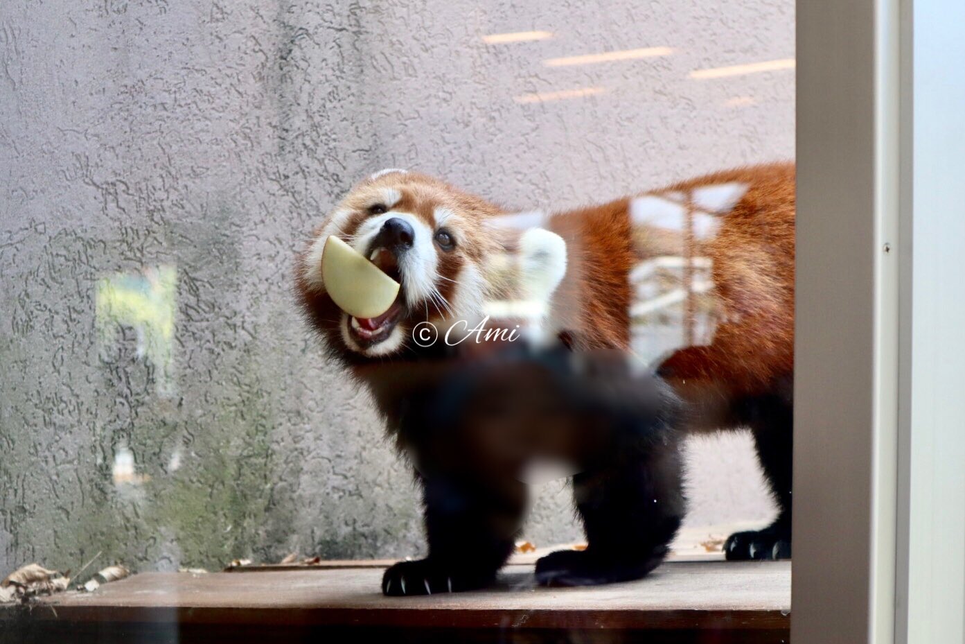 周南市徳山動物園　レッサーパンダ　キーホルダー　山口県　刺繍　zoo　ルールー 周南市徳山動物園 レッサーパンダ キーホルダー 山口県 刺繍 zoo