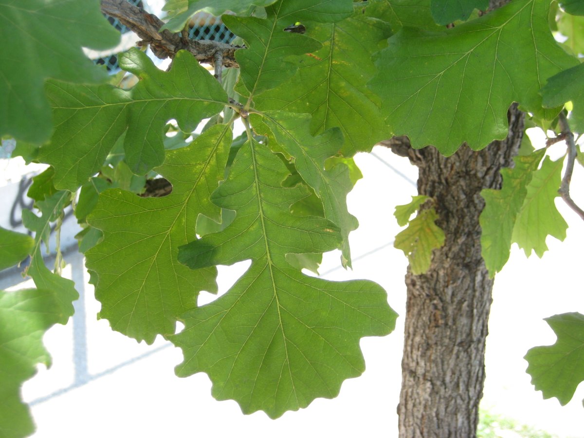 TreesNewYork's tweet photo. #BurrOak, #QuercusMacrocarpa, is being #planted by @NYCParks as a #streettree. The leaves are variable in shape making them a little tricky to identify. The bark has raised ridges from a very young age which can be seen on new street #trees. #NYCurbanforest https://t.co/D3o3yCAzVa