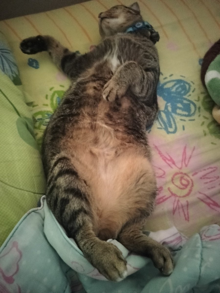 猫を飼っている人なら、ただ座って猫が眠っているのを見ているだけで笑顔になれることがお分かりいただけると思います。
こんばんは！ 🐱😊🥰😆