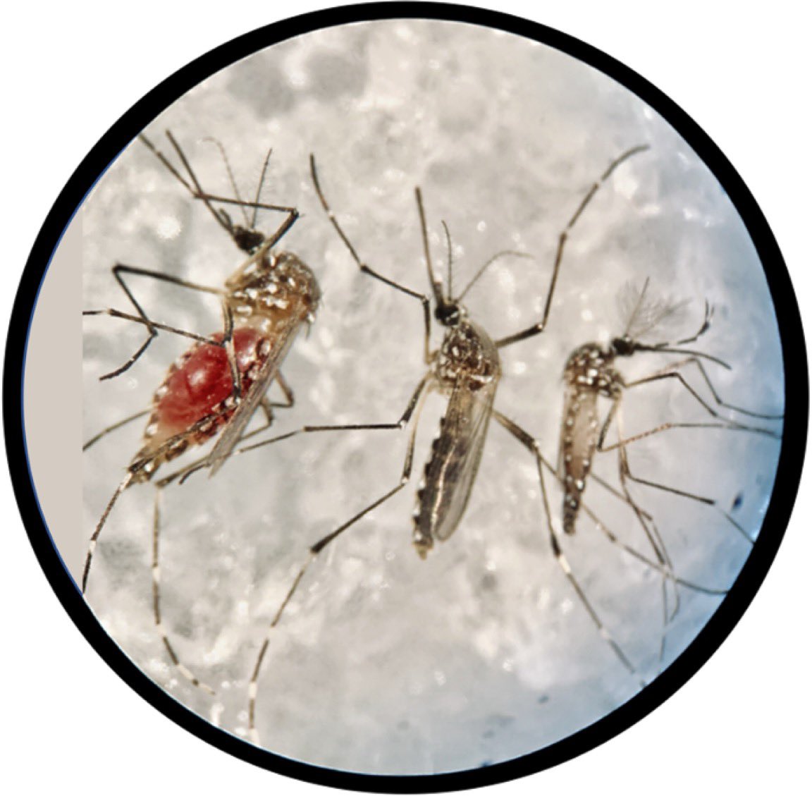 SalehLabParis's tweet photo. This #WorldMosquitoDay, @SalehlabParis is proud to be part of the fight against mosquitoes and the viruses they transmit. 🦟🔬 #ResearchForHealth #ScienceInAction
Photo credit: our own Annabelle Henrion-Lacritick 👩🔬 https://t.co/RJtzs1uBKY