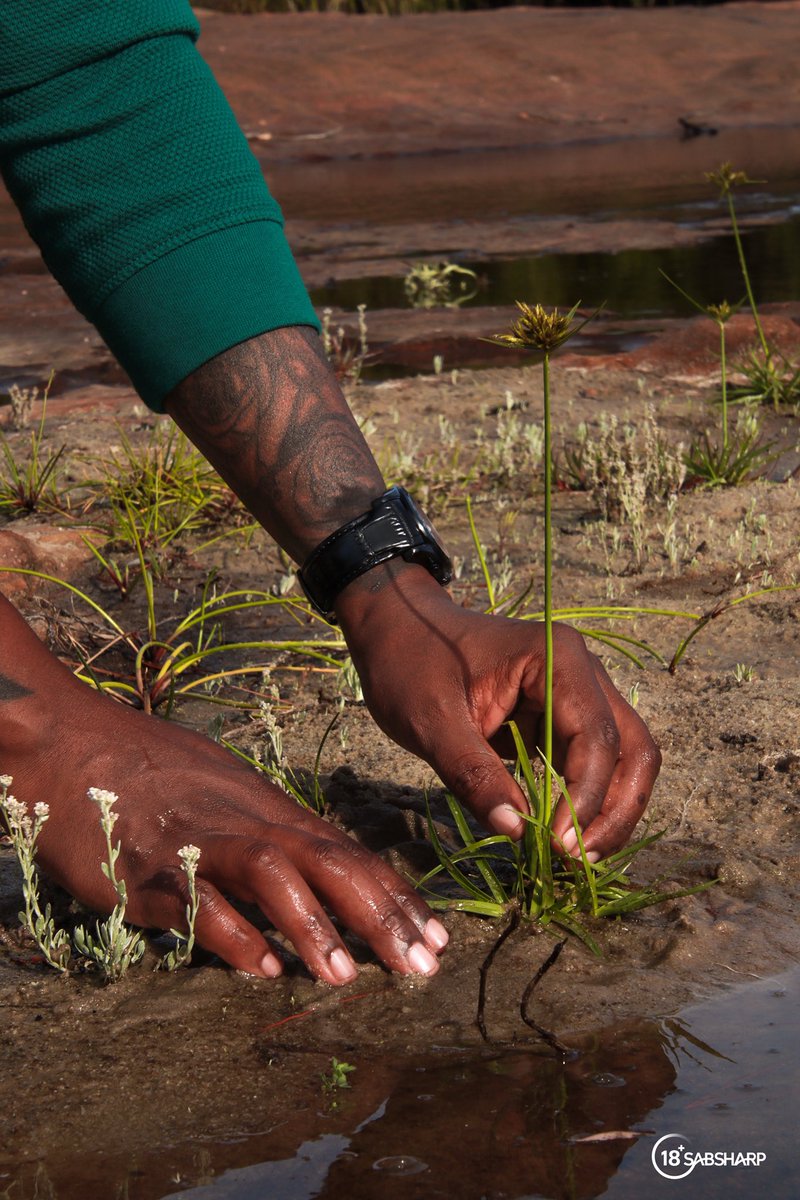 Tebogo Pin-Pin tweet media