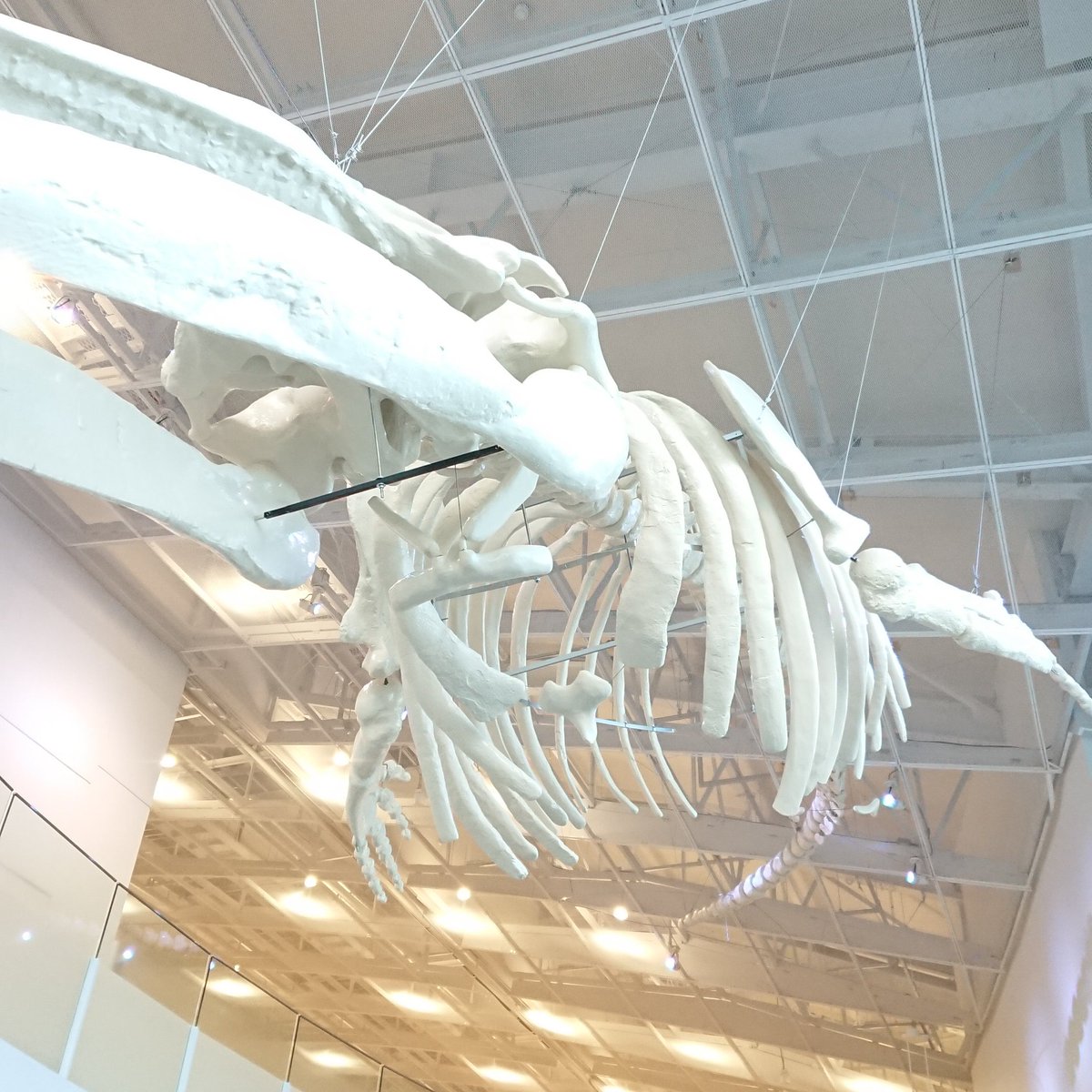 t_caster720's tweet photo. 本日8/20はアキシマクジラの化石が発見された日です！
1961年に多摩川の河川敷で発見されてから64年間、昭島市のシンボルとして町の人達に愛されています！
写真はアキシマエンシスという昭島市の図書館にある13.5メートルの原寸大のアキシマクジラの化石のレプリカです！ https://t.co/70PHMo1fKL