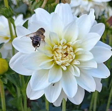 My little paradise. Blooming flowers, some vegetables growing and a lot of bees buzzing around. 
My place to find some peace in this hectic world. 
Nature is the best healer 💟