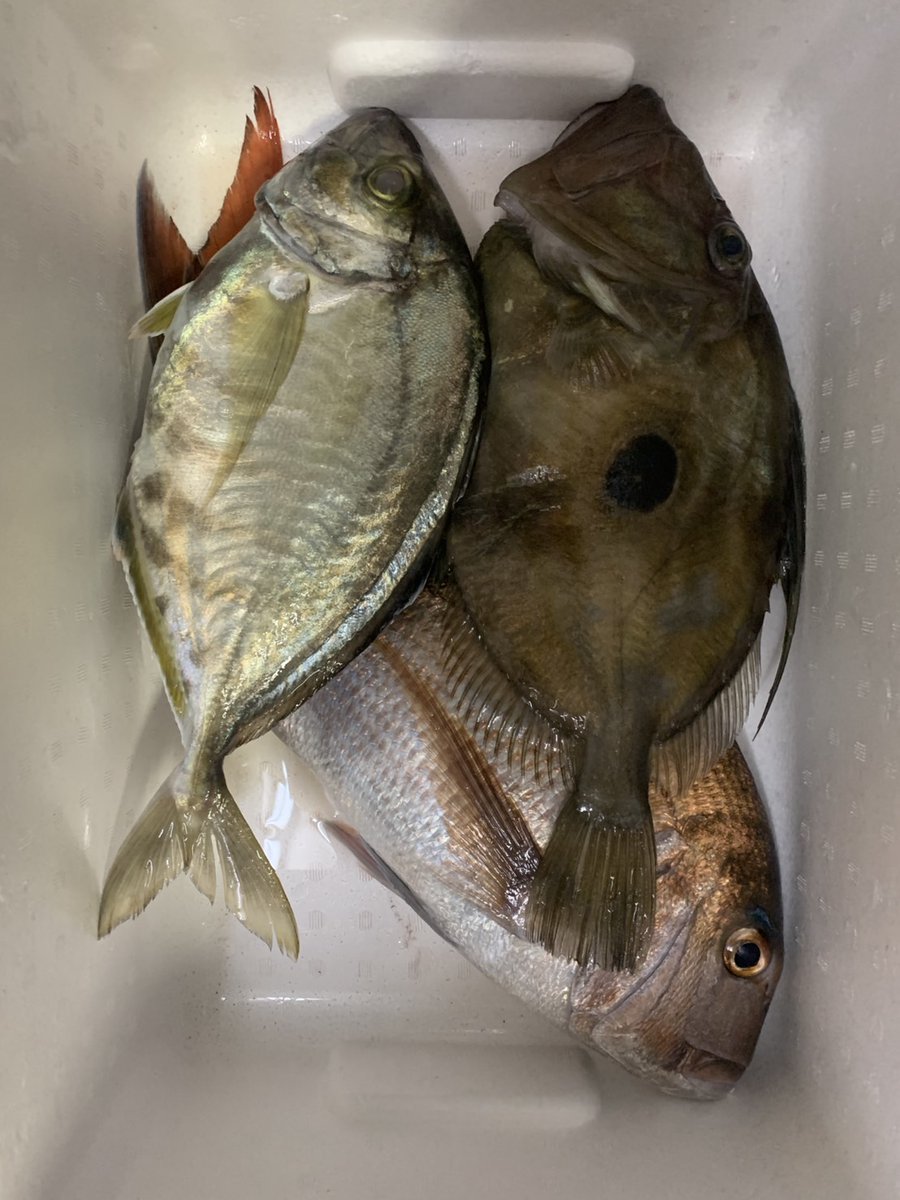 n_elfi_r's tweet image. このまえのタテ釣り🎣
この他にもなんやらかんやら釣れた☺️
テレビにでてきそな場所(⊙⊙)!!