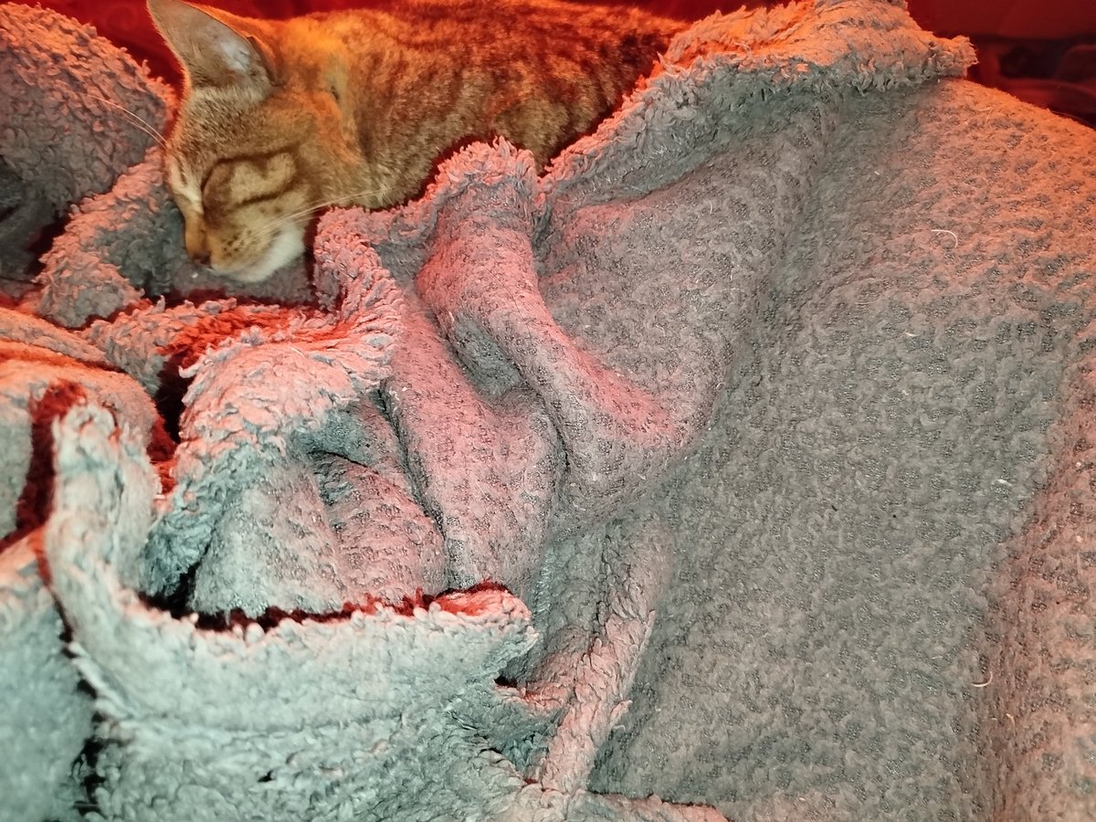 MsFaye_Fox's tweet photo. This lil one distributed himself into living with us lmao, literally showed up at my window, and was like yo I see how your cat lives, I want that life to https://t.co/3p2nXz4iOs