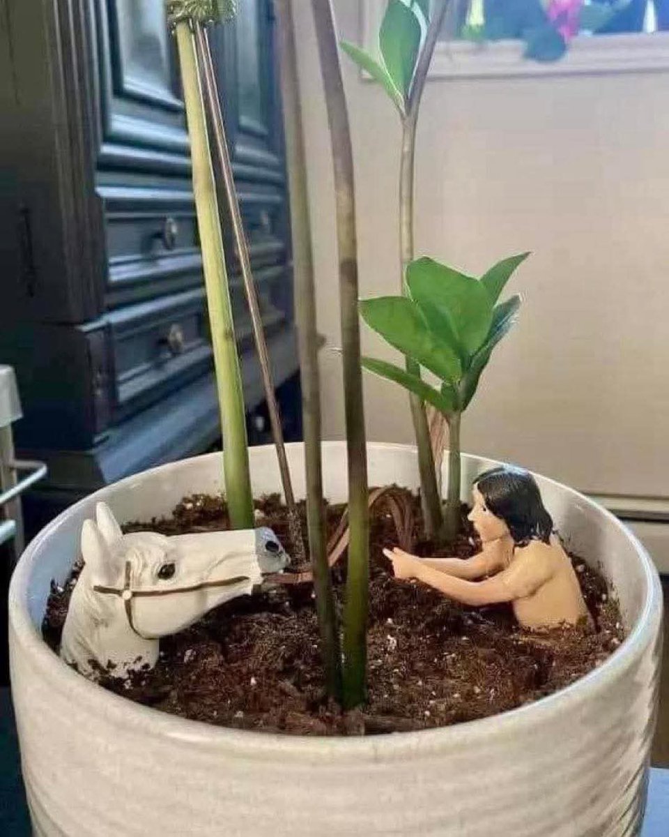 À chaque fois que tu passes à côté de ta plante, tu pleures 😅😢