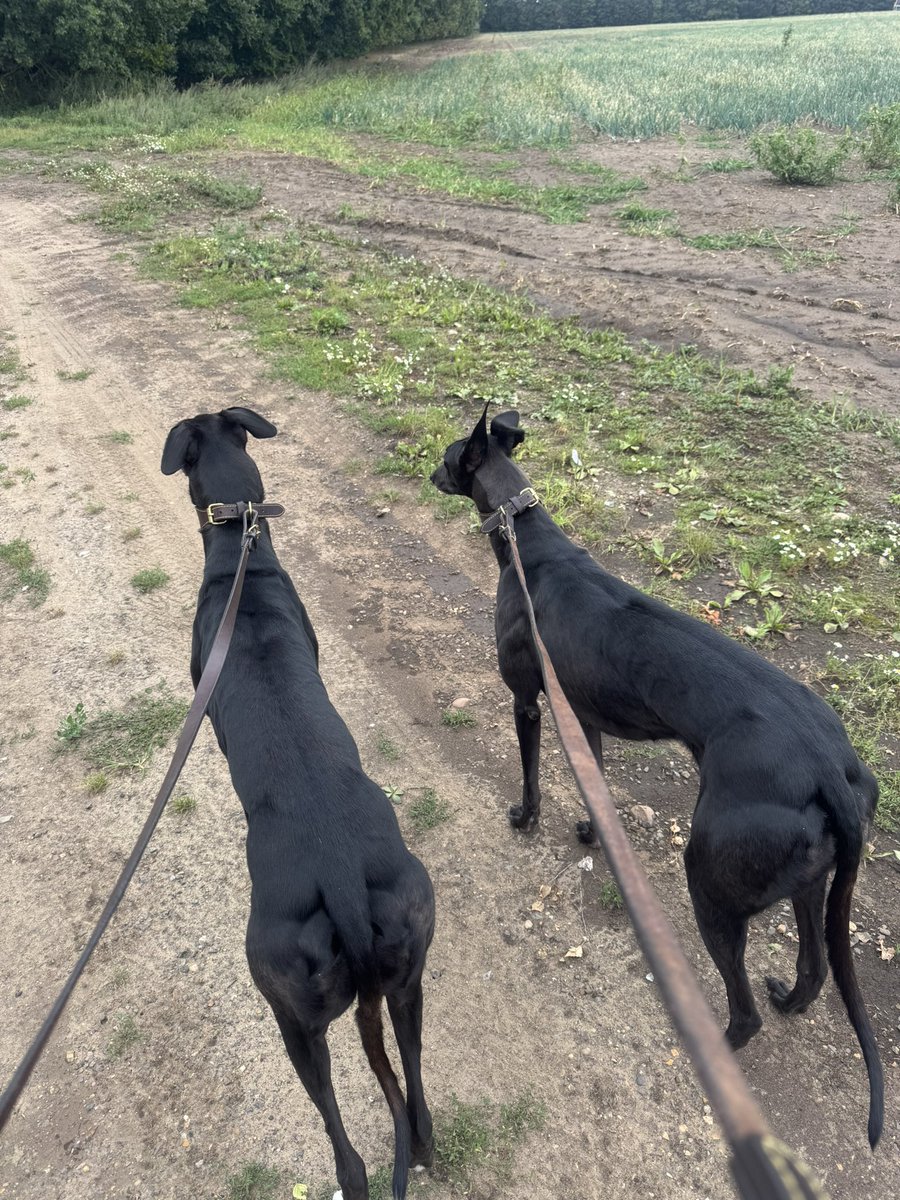 Liam Aspin (@aspin_394) on Twitter photo The two girls in preparation for the Ladbrokes Summer Stayers at <a href="/Monmoredogs/">Monmore Green Stadium</a> Saturday night.
Vhagar on the left.
New Destiny on the right.
Does anyone fancy either of these two, or one of the other 4? The two girls in preparation for the Ladbrokes Summer Stayers at <a href="/Monmoredogs/">Monmore Green Stadium</a> Saturday night.
Vhagar on the left.
New Destiny on the right.
Does anyone fancy either of these two, or one of the other 4?