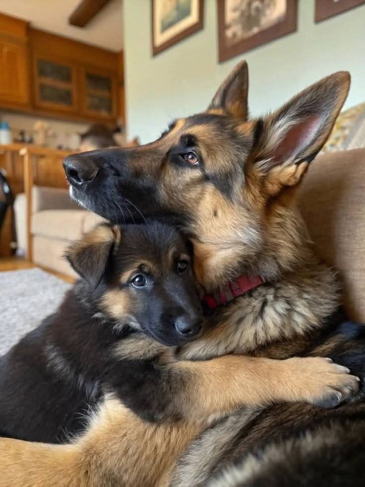 gsd_fanclub's tweet photo. Beautiful Photography💕🐾 https://t.co/PHf65o1Roy