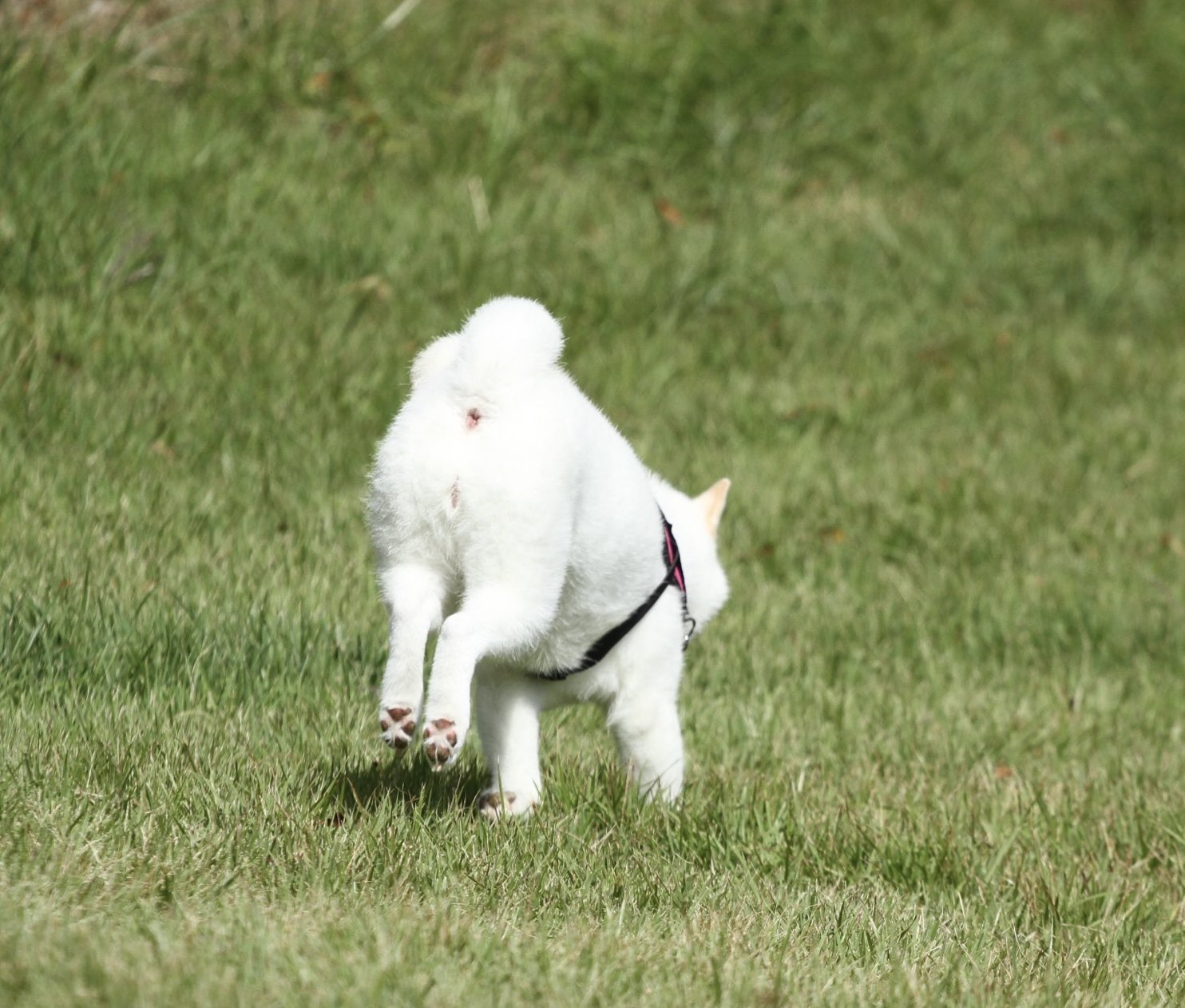 あずきん Alternator Z-8-97201-284-0 for Isuzu Engine 4JG2 C240PKJ-31