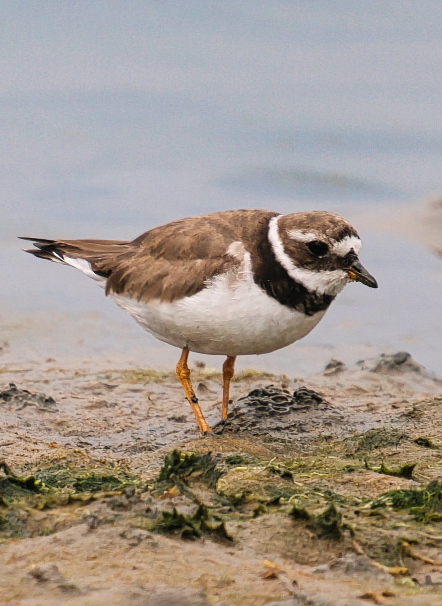 WarranPhoto's tweet photo. Some #ringedplover and #dunlin shots from yesterday with the #littlestint at #Ferrybridge https://t.co/rsOUNdihW9