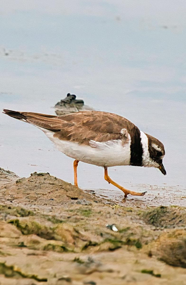 WarranPhoto's tweet photo. Some #ringedplover and #dunlin shots from yesterday with the #littlestint at #Ferrybridge https://t.co/rsOUNdihW9