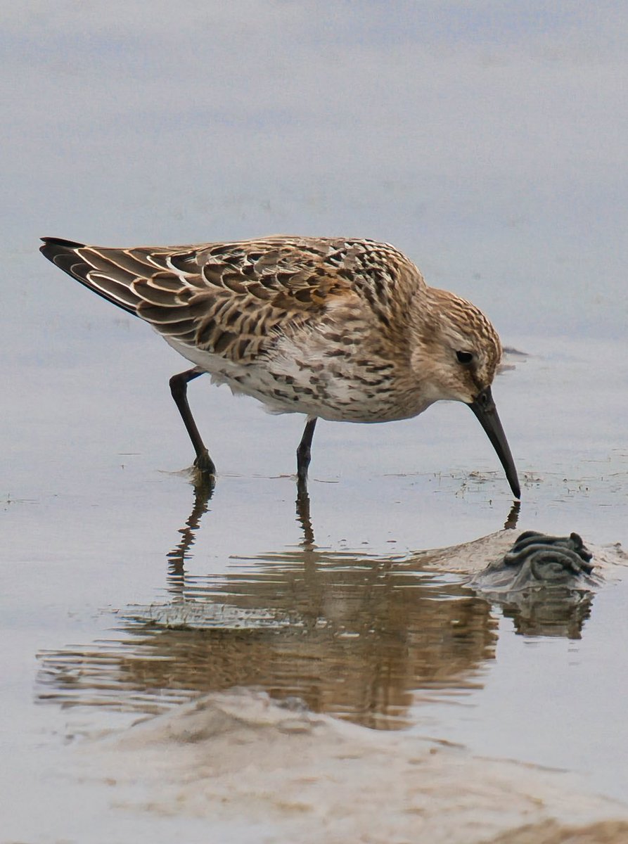 WarranPhoto's tweet photo. Some #ringedplover and #dunlin shots from yesterday with the #littlestint at #Ferrybridge https://t.co/rsOUNdihW9