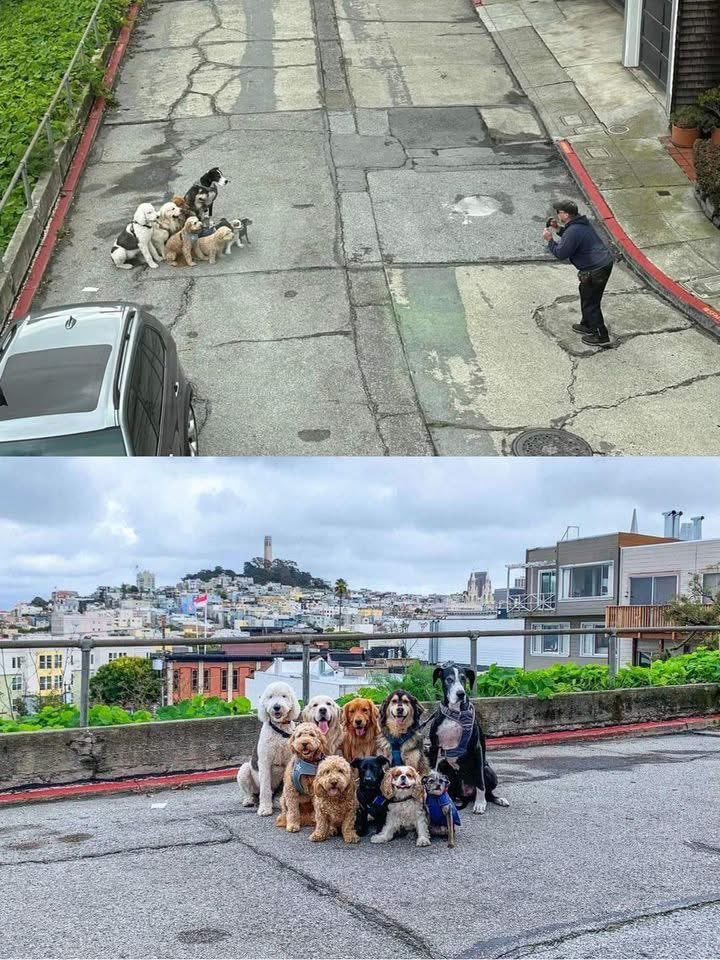 Puppies 🐶 tweet media