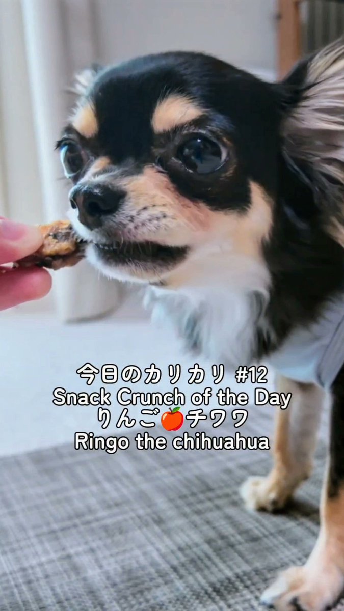 ใใใ๐ Ringo the Chihuahua (@ringo_lcc) on Twitter photo ไปๆฅใฎใซใชใซใช้ณใใใคๆฅ่จ
YouTubeใทใงใผใใซๅ
ฌ้ใใพใใ๏ผ  
โถyoutube.com/shorts/5C8xryvโฆโฆ
#ใใฏใฏ #็ฌๅ็ป #YouTubeShorts ไปๆฅใฎใซใชใซใช้ณใใใคๆฅ่จ
YouTubeใทใงใผใใซๅ
ฌ้ใใพใใ๏ผ  
โถyoutube.com/shorts/5C8xryvโฆโฆ
#ใใฏใฏ #็ฌๅ็ป #YouTubeShorts