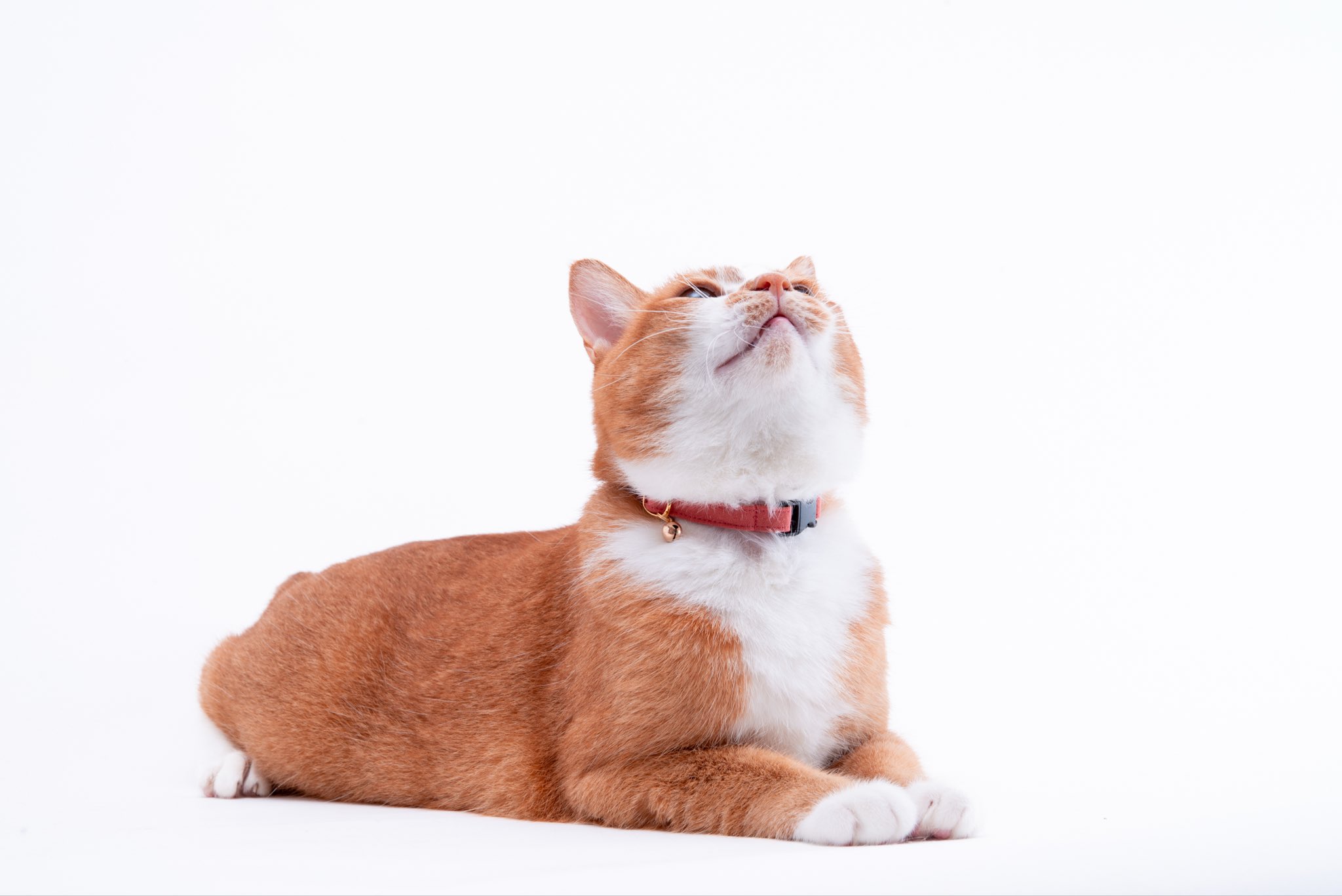 ぽぽねこ®︎【公式】ハゲにくい猫首輪 on X: 