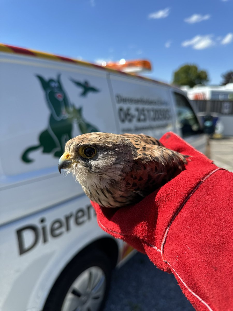 Melding van een gewonde torenvalk op de snelweg. Heeft helaas zijn vleugel gebroken. Hij is overgebracht naar een dierenarts. 

#Dierenambulance #Zwolle #Volgdienst #Dierenhulp #Samenvoordieren <a href="/DierenLot/">Stichting DierenLot</a>
