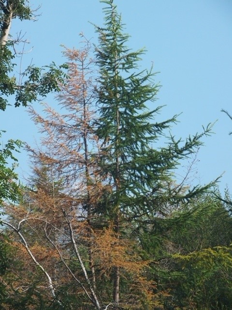 At a recent visit organised by <a href="/daera_ni/">DAERA</a> Mark Wilson &amp; David Craig <a href="/AFBI_NI/">AFBI</a> &amp; leading UK researchers shared knowledge/insights into threats into the ongoing threats from Phytophthora ramorum and Phytophthora pseudosyringae in Regen Larch within N. Ireland forestry compartments.