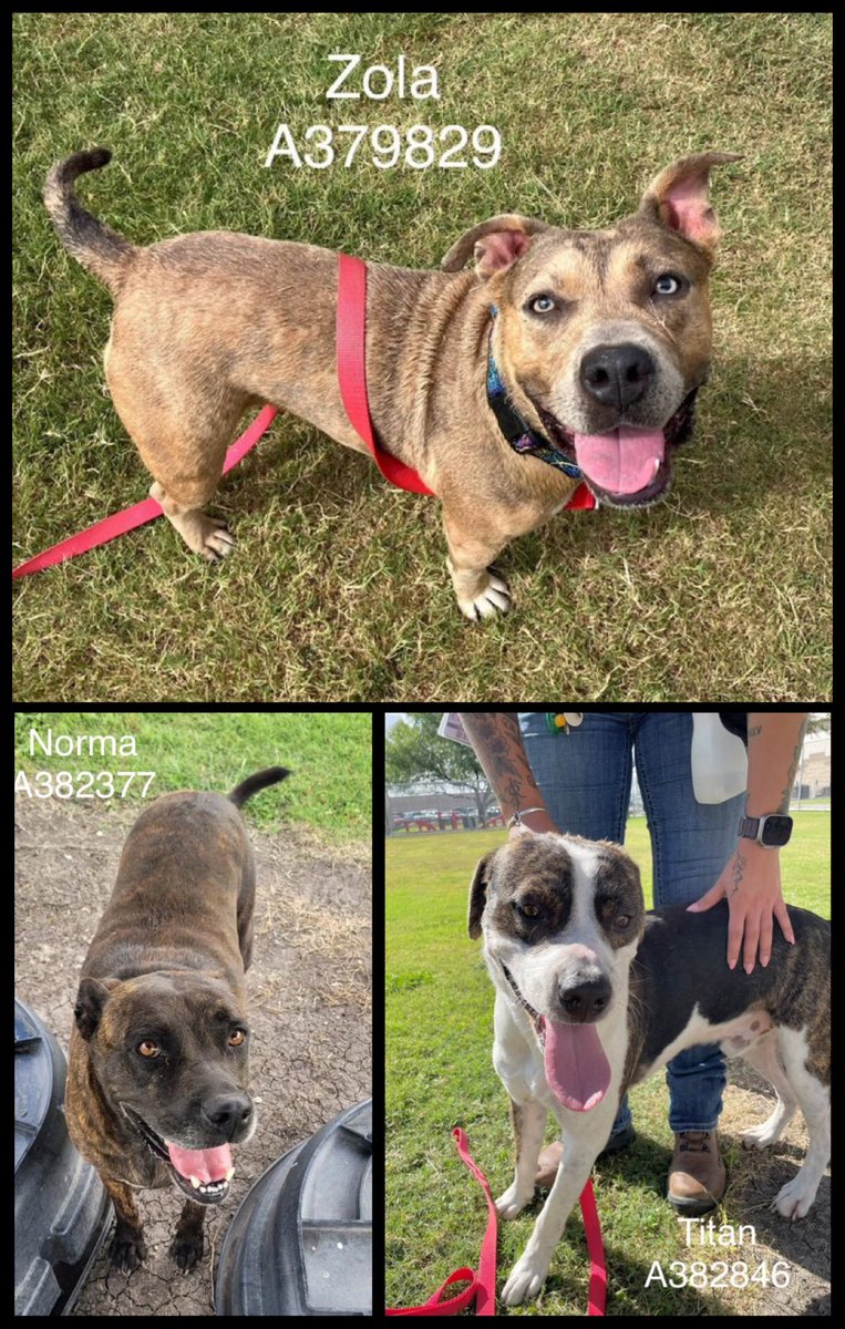 URGENT SAVES NEEDED‼️
These 3🐕s are at the top of the list 2 be killed‼️
Can be put down by Corpus Christi @ any moment‼️
ZOLA #A379829
NORMA #A382377
TITAN #A382846
😇s who don’t deserve to die!
PLEDGE
Tag 4 #RESCUE ASAP
#FOSTER
#ADOPT
Contact CCACS NOW
HURRY be4 it’s 2 late!