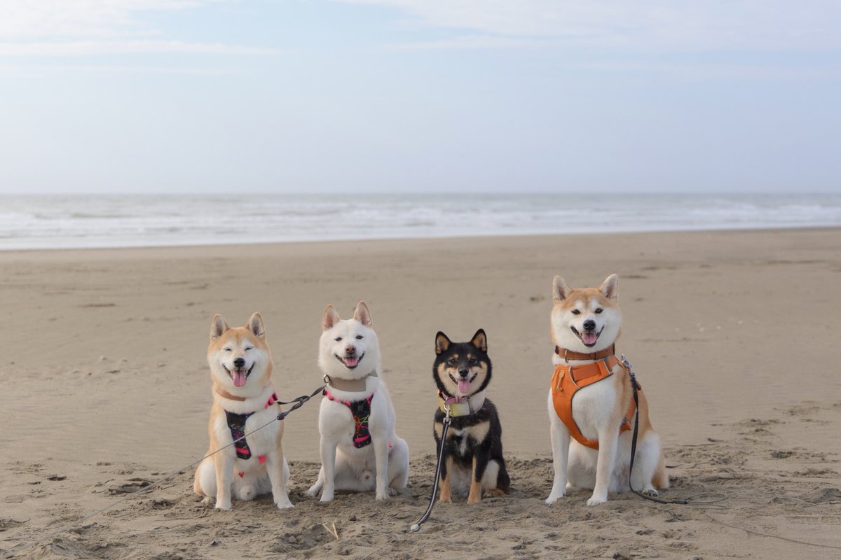 かわいすぎる夏の思い出📸

Photo by <a href="/shibarin5/">豆柴 りんの</a>