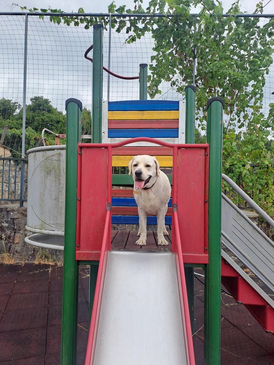 Ellos también son niños atrapados en cuerpo de animal❣️