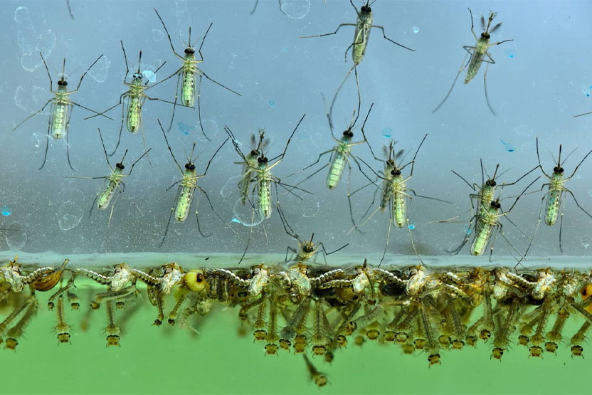 Journée mondiale du moustique : quand le climat et la pollution renforcent l’ennemi invisible

#TiredEarth #moustiques 
🔗tiredearth.com/articles/journ…