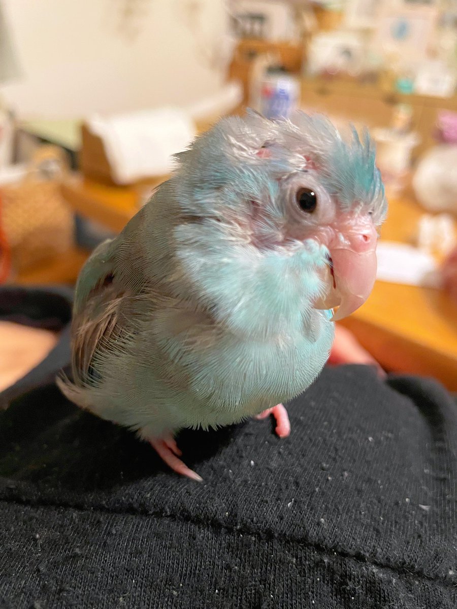 こむぎ@「こむぎーぬ🐦」 (@587_comugi_1015) / Posts / X