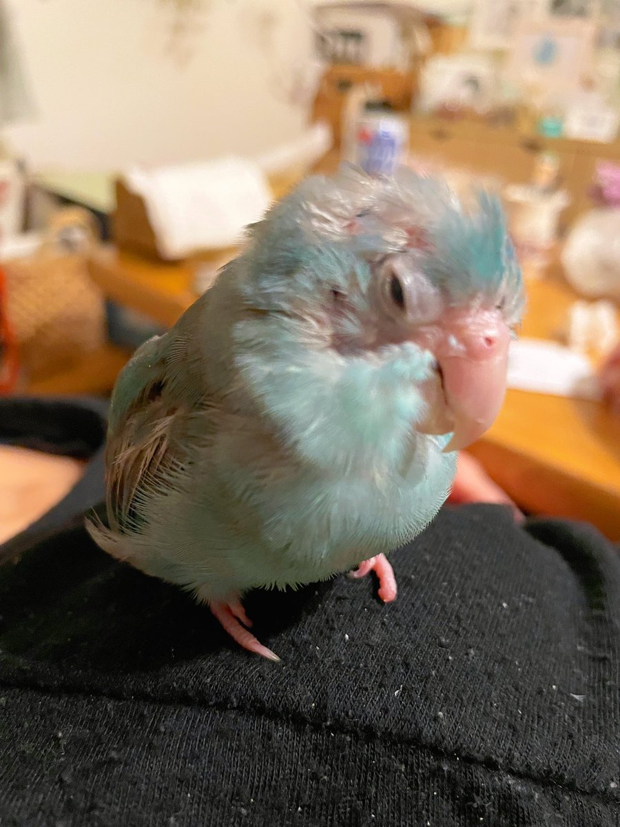 こむぎ@「こむぎーぬ🐦」 (@587_comugi_1015) / Posts / X