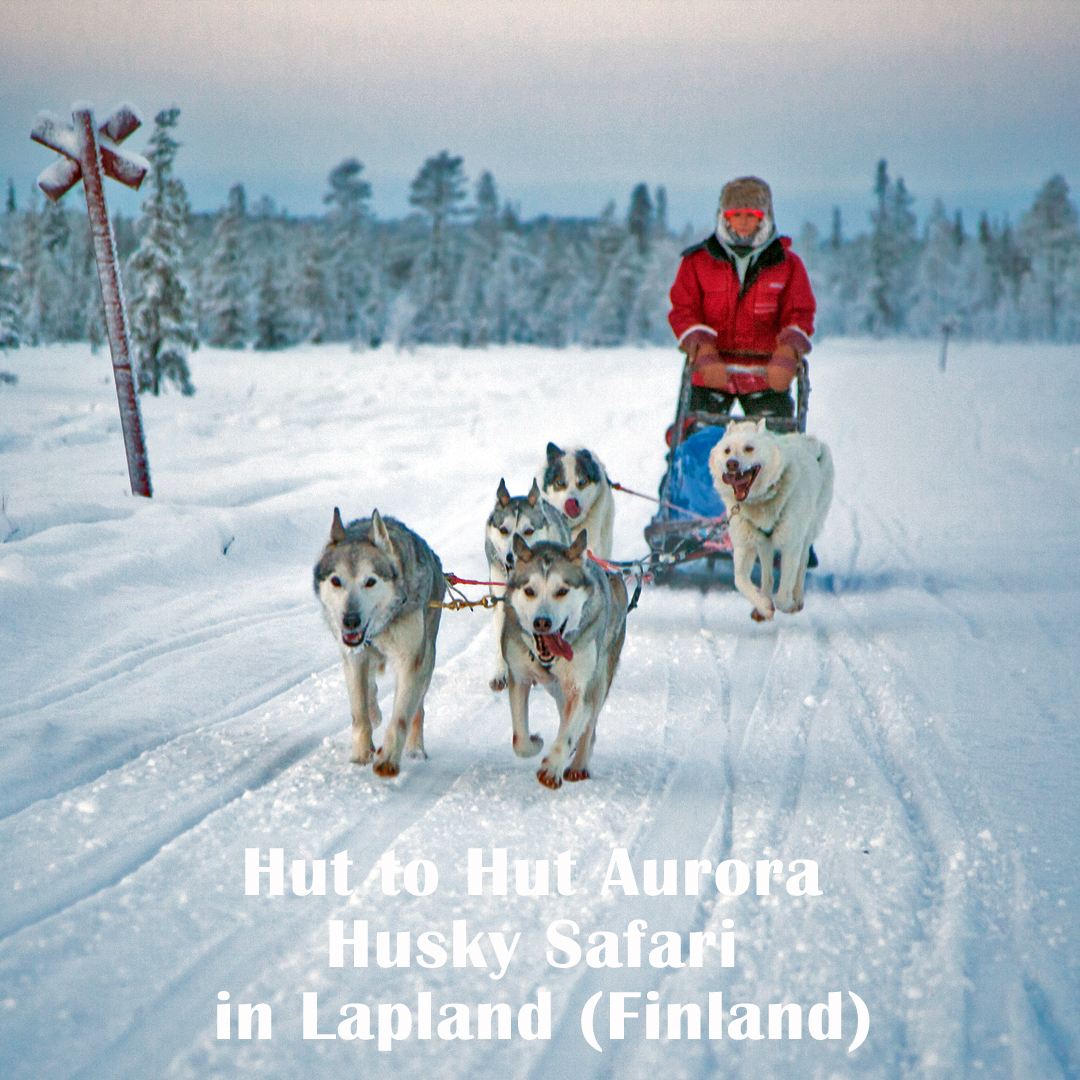 Hut to Hut Aurora Husky Safari in Lapland (Finland) ☃️ Drive your own dogsled between cosy cabins on a 7 day/6 night tour with sauna each night. Weekly tours starting at the end of Dec over New Year to April, inc. special "snow restaurant" dinner! 🛷🐺❄️

naturetravels.co.uk/dog-sledding-f…