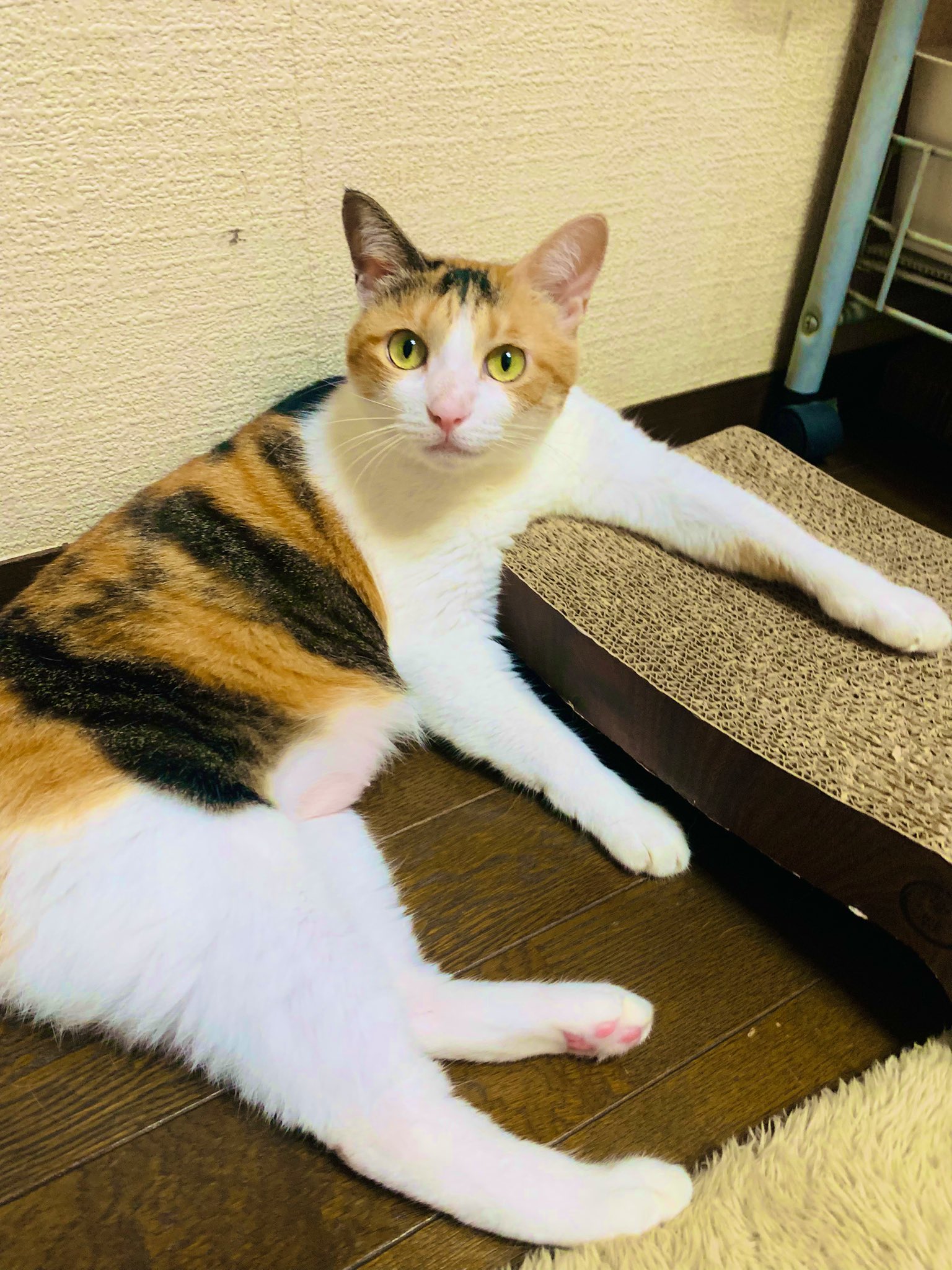 三毛猫 - Search / X