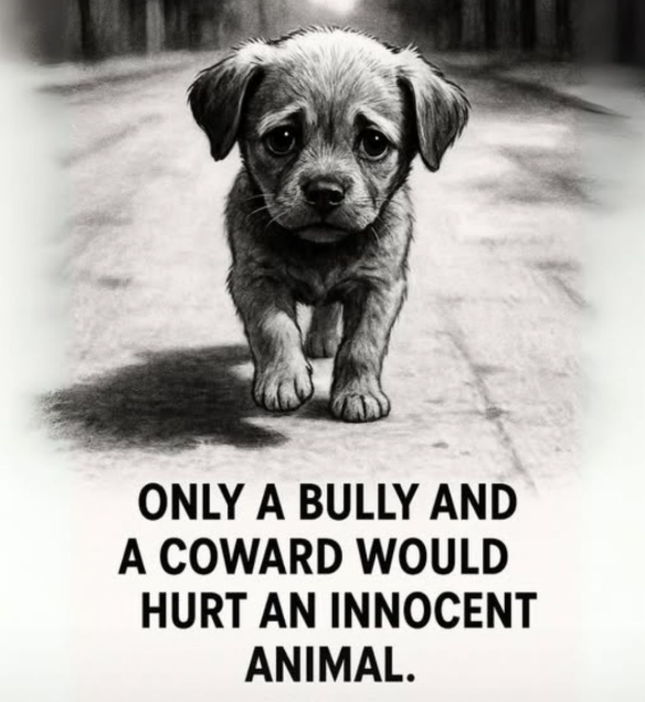 𝕏 Dogs (@_xdogs) on Twitter photo 