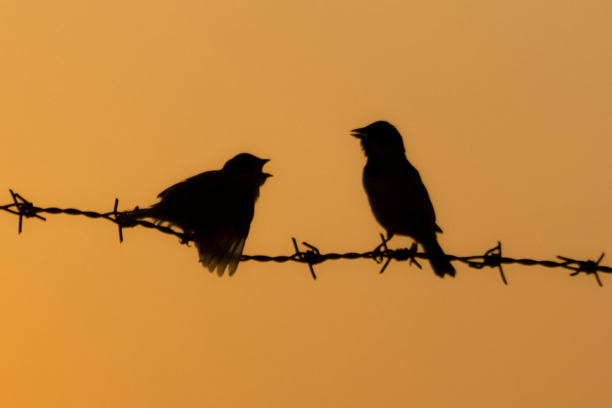 <a href="/teaohhemm/">TOM</a> Hi Tom
"Sunset Talk"
7/8 ed
5 tezos
<a href="/_Ahmadi_Ahmad_/">Ahmad Ahmadi</a> <a href="/Edrismahmudian/">Edris</a>
Link 🔗⤵️
objkt.com/tokens/KT1VHox…